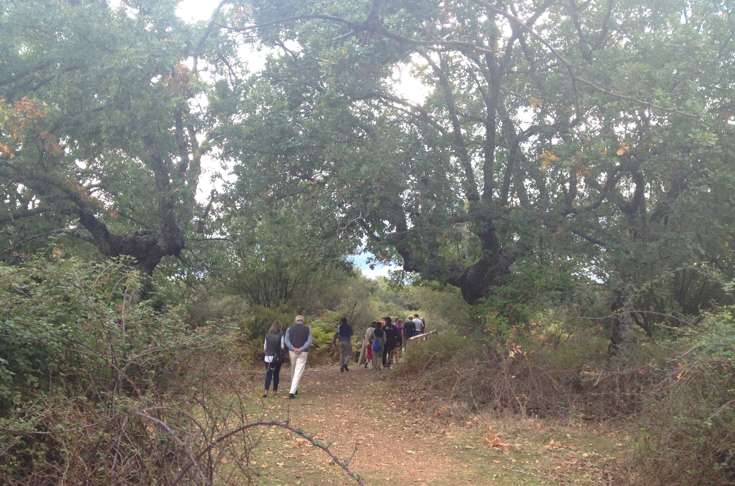 Grupo realizando una ruta de senderismo por bosque mediterráneo en el entorno de Cabañeros, Ciudad Real.